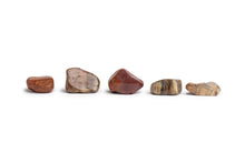 Load image into Gallery viewer, Petrified Wood Stone