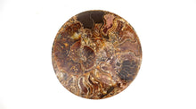 Load image into Gallery viewer, Ammonite Fossil Crystal Plate
