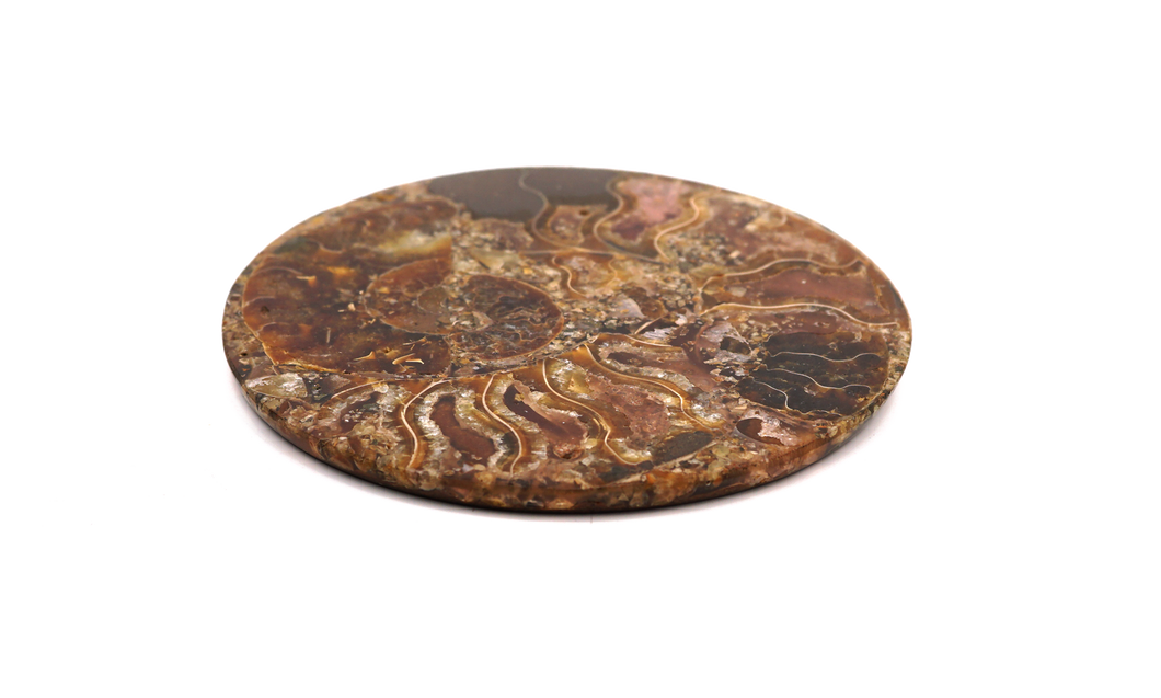 Ammonite Fossil Crystal Plate