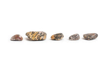 Load image into Gallery viewer, Leopard Skin Jasper Stone
