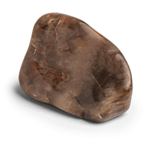 Load image into Gallery viewer, Petrified Wood Stone - Energy Muse
