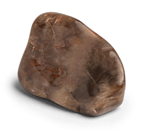 Petrified Wood Stone - Energy Muse