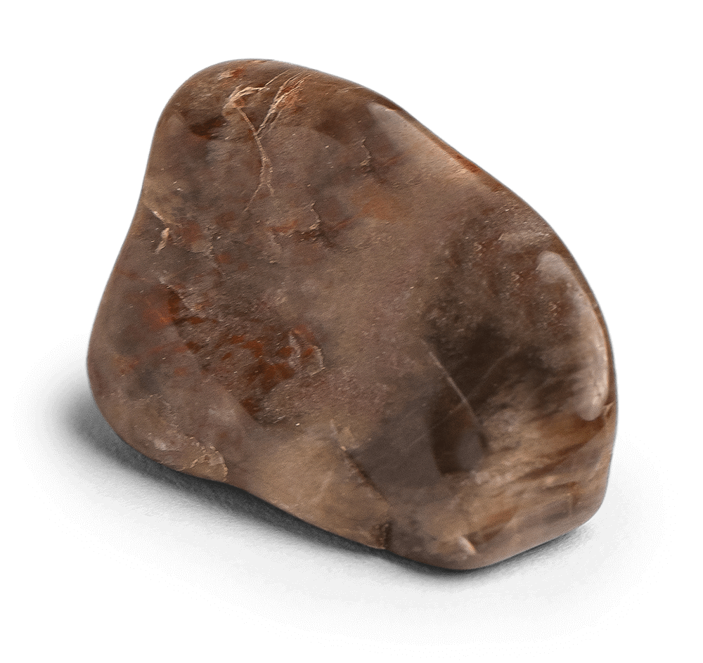 Petrified Wood Stone - Energy Muse